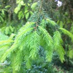 Young growth on Norway Spruce