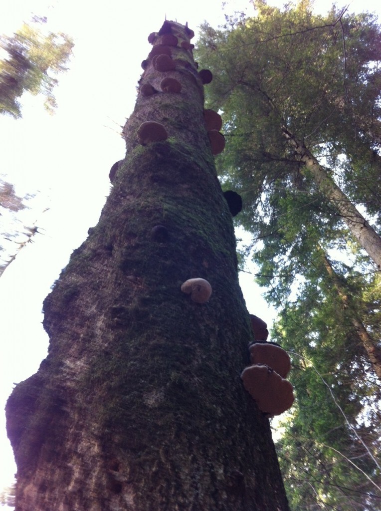 Horse’s Hoof Fungus Woodland Ways Blog Bushcraft and Survival