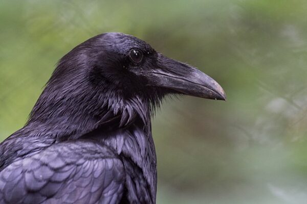 Corvid Birds – Woodland Ways Blog – Bushcraft and Survival