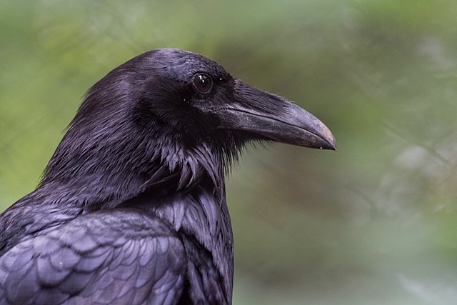 Corvid Birds Woodland Ways Blog Bushcraft And Survival