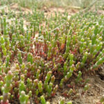 Marsh Samphire - Salicornia