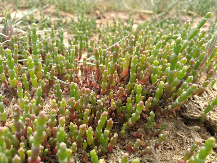 Marsh Samphire - Salicornia