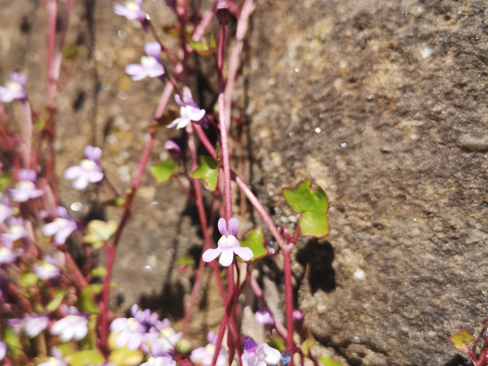 Ivy-Leaved Toadflax flower