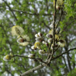 Goat Willow Catkins