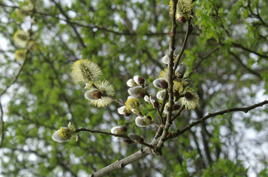Goat Willow Catkins