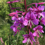 Rosebay Willow Herb flower – Chamerion angustifolium