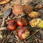 Conkers and Husk