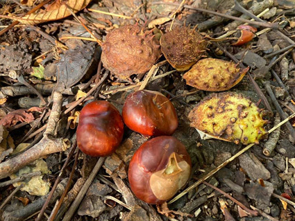 Conkers and Husk
