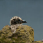 Herring Gull Chick in St Abbs Harbour, Berwickshire