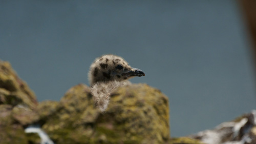 Herring Gull Chick in St Abbs Harbour, Berwickshire