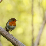 Robin after hooking to a perch - photo Stuart Wedge