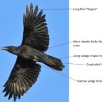 Common Raven - Image courtesy of USFWS Mountain Prairie