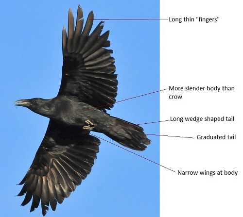 Common Raven - Image courtesy of USFWS Mountain Prairie