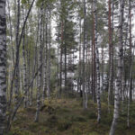 Birch stand in Sweden (Photo: Nicola Strange)