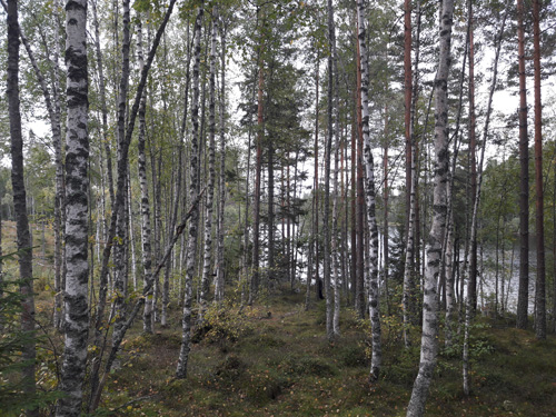 Birch stand in Sweden (Photo: Nicola Strange)