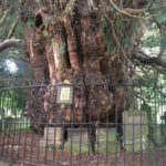 Working towards belonging like the Darley Yew