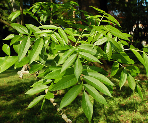 Fraxinus excelsior leaves