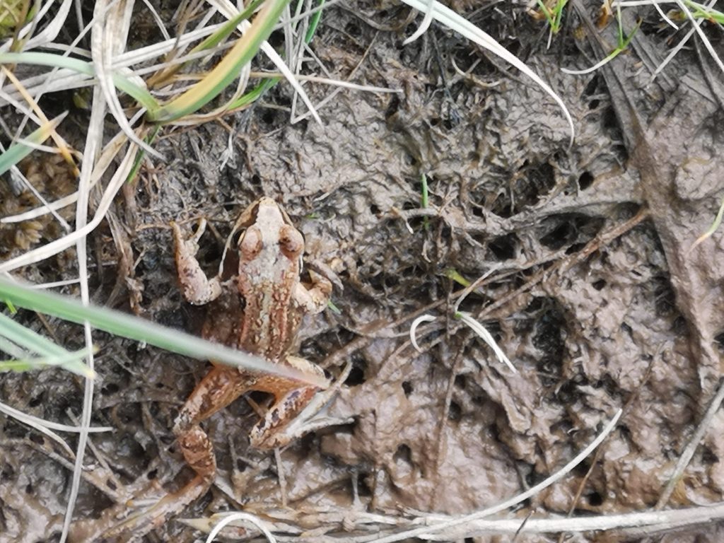 Common Frog - Rana temporaria - note the eye colour